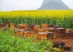 食品安全检测设备检测蜂蜜兽药残留含量